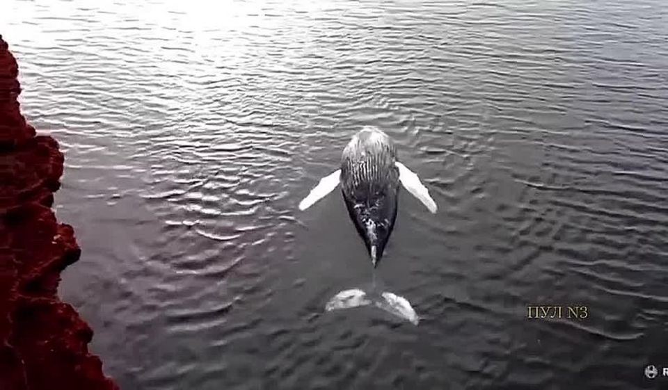 Горбатого кита выбросило на берег в Исландии: