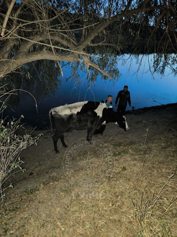 В Григориополе корова Пеструшка увязла в иле на берегу Днестра