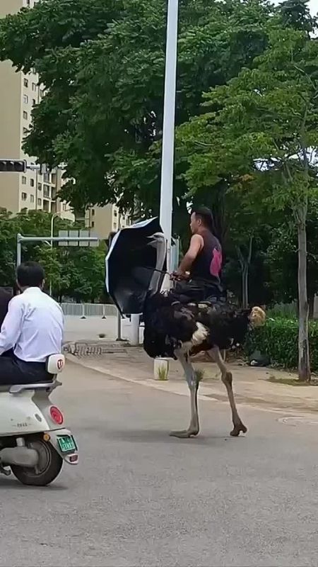 Наездник на страусе хайпанул в китайских соцсетях — 32-летний А Хуа вот уже десять лет разъезжает по дорогам верхом на черной птице