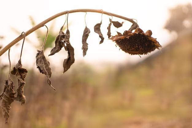 80% урожая подсолнечника на полях одной из крупных агрофирм Слободзейского района погибли от засухи