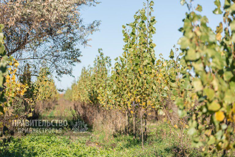 � ������ ���� � ������������� �������� 57,4 �� ����, ��� ���������� 94% �������� �����