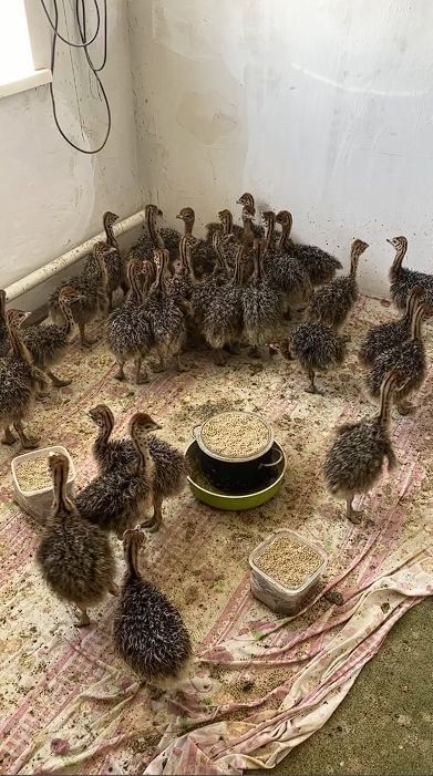 20 птенцов страусов жили, бегали и гадили на чердаке кишинёвской многоэтажки