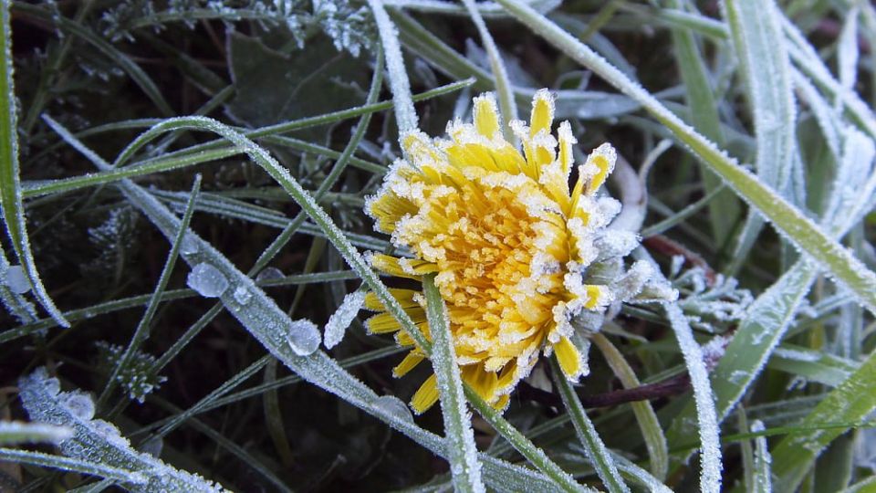 Синоптики обещают заморозки на почве до -3 этой ночью
