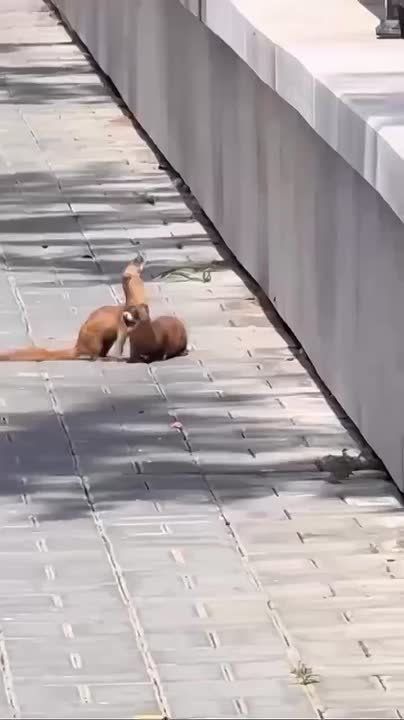 Настоящая дружба преодолевает всё!