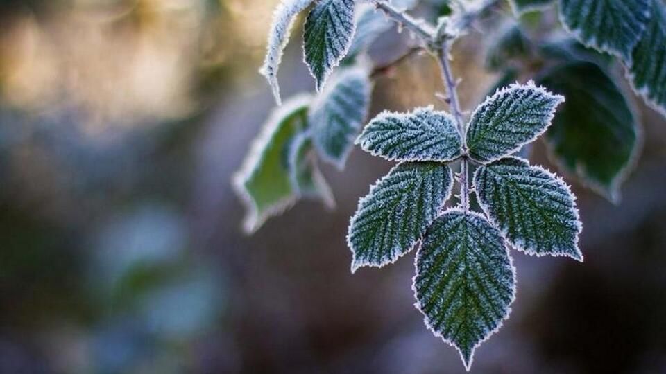 ����� � ����� ��������� ��������� �� -1�C, �������� ��������������� �������������