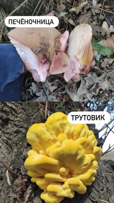 � ���� ������ ������ ��������� � �����������