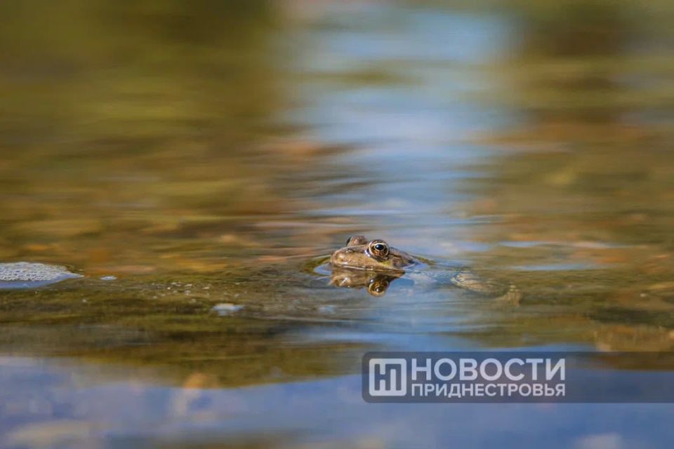 Гидрометцентр: На 1,5—2,5 метра повысится уровень воды в Днестре в ближайшие дни