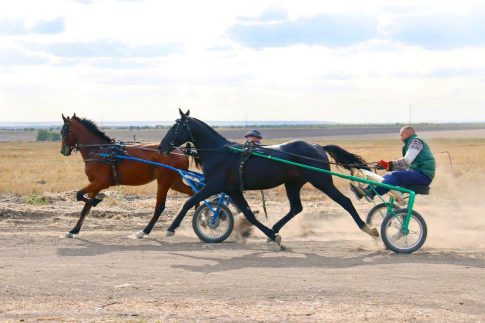 В Малаештах 12 октября пройдут соревнования орловских рысаков