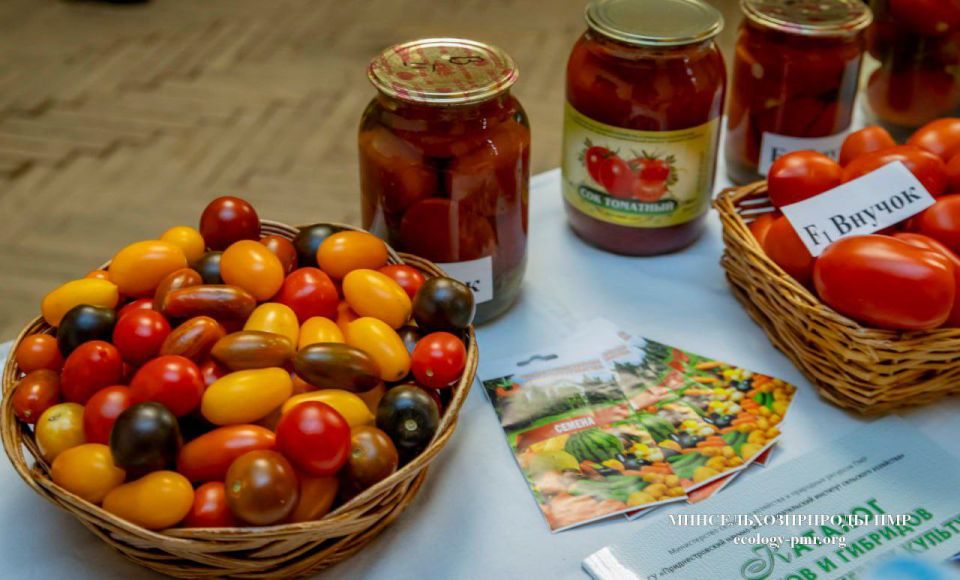 На конкурс «Приднестровское качество» НИИ представил три селекционные разработки: огурец Элин, томат Внучок и баклажан Млечный путь