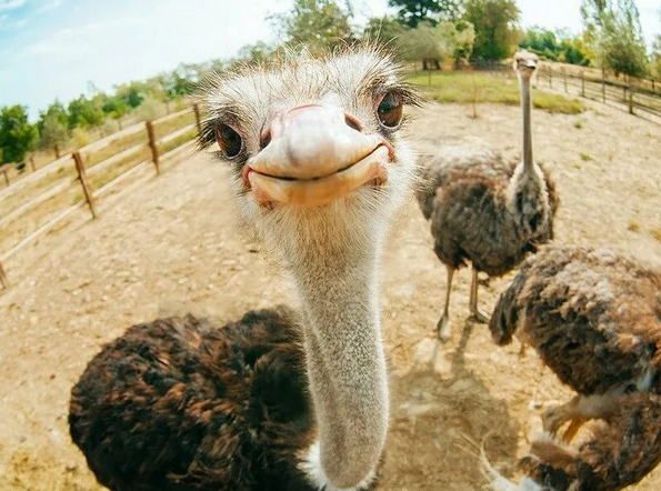 Всемирный день охраны диких животных, отмечаемый 4 октября, ещё раз напоминает нам о хрупкости и уязвимости природы нашей планеты