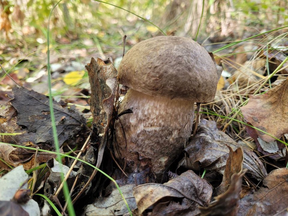 В начале рабочей недели в Приднестровье снова будет дождливо
