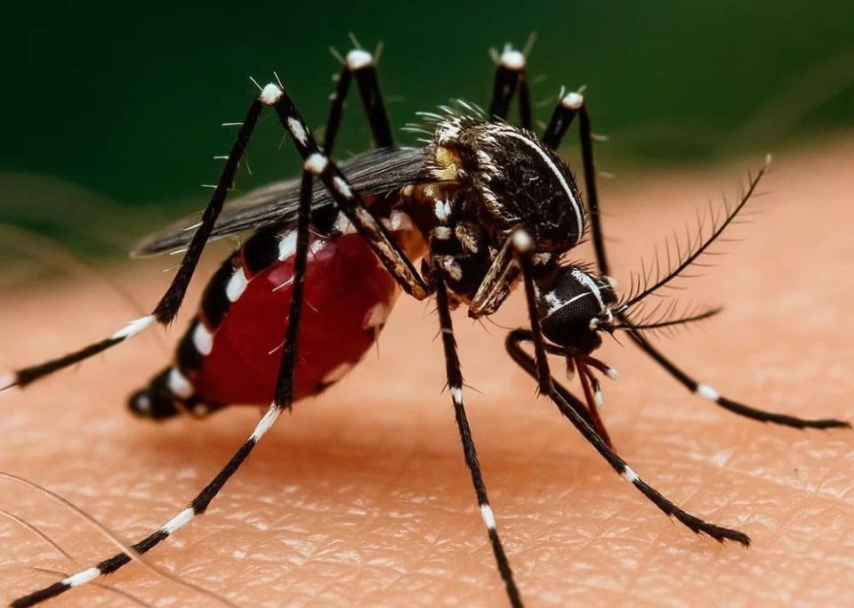 «Лихорадка чикунгунья имеет значительный потенциал для распространения»