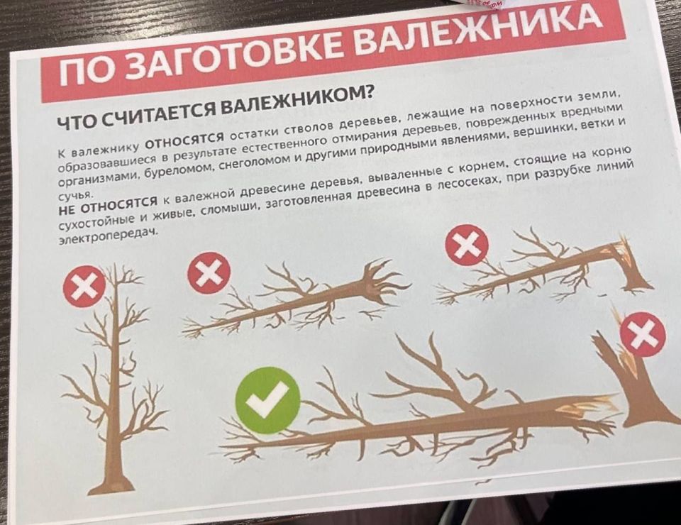 Как заготовить валежник к холодам и не получить штраф