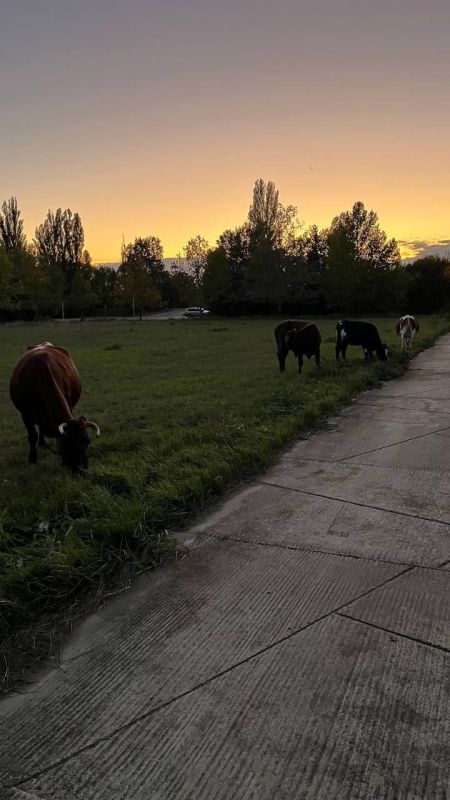 Милиция ищет хозяев животных