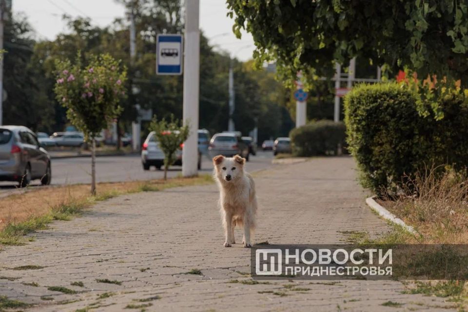 В Бендерах продолжается реализация программы по регулированию численности бродячих животных