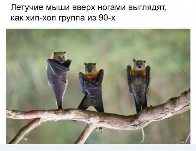 Вчера спасатели выселяли летучих мышей из домов в Тирасполе