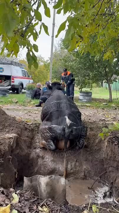 Спасатели вытянули корову из колодца