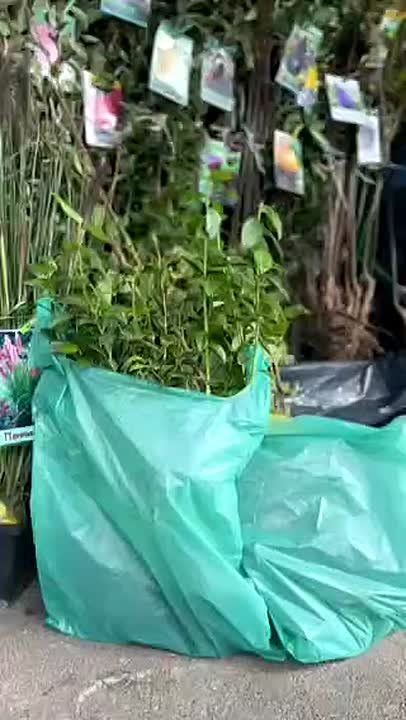 На Зелёном рынке люди набирают полные пакеты саженцев деревьев и кустов