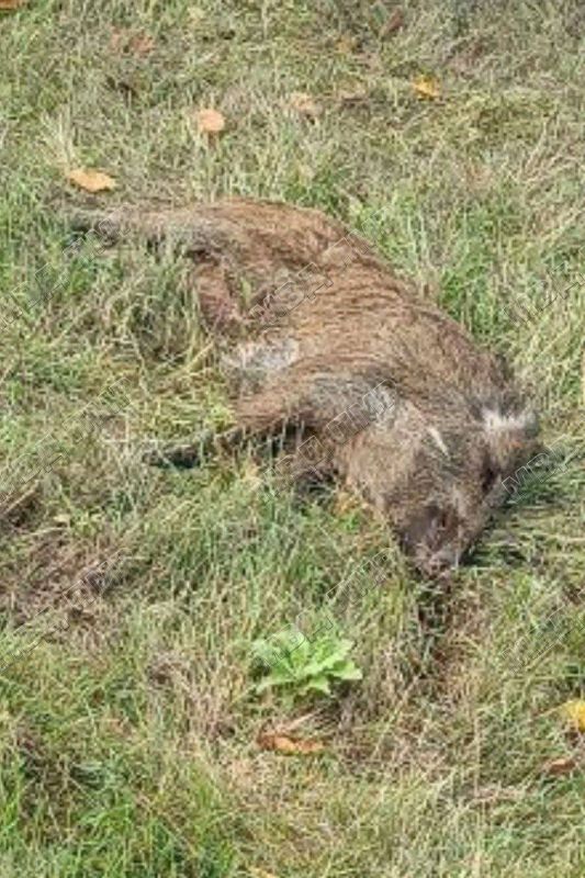 ГАИ разыскивает тёмную «Тойоту», сбившую дикого кабана на дороге Тирасполь-Каменка в районе «Марьиной рощи» ночью 13 октября