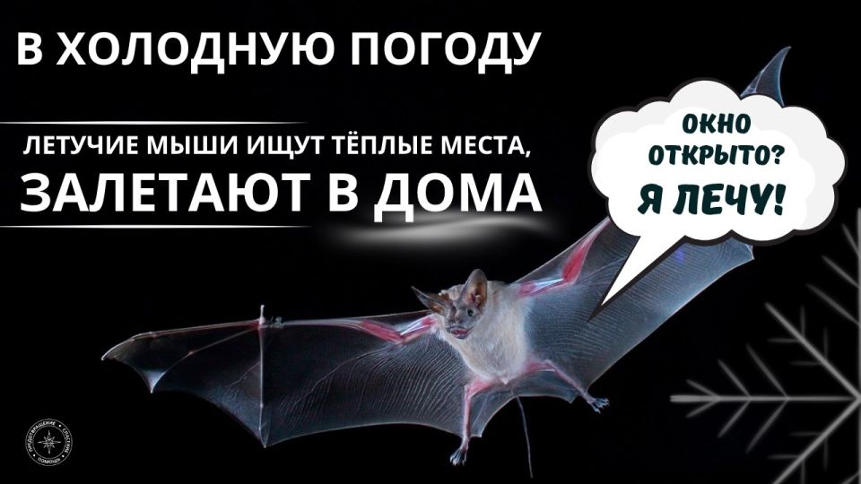 В Тирасполе спасатели вчера ловили летучих мышей в квартирах