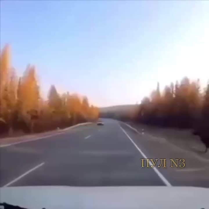 Лось-акробат на Ямале чудом избежал ДТП: