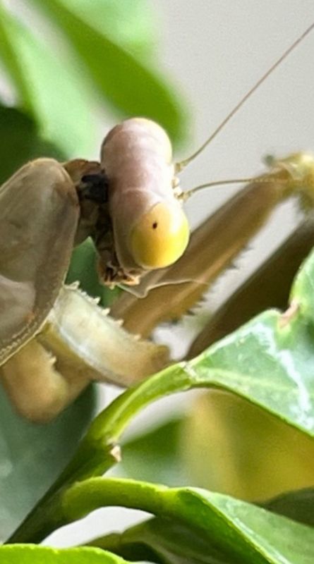 � ������������� �������� ��� ��������� ���������� ���������