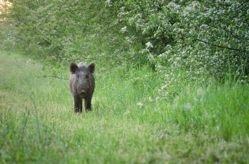 С завтрашнего дня и по 28 декабря в Приднестровье открывается спортивная и любительская охота на дикого кабана