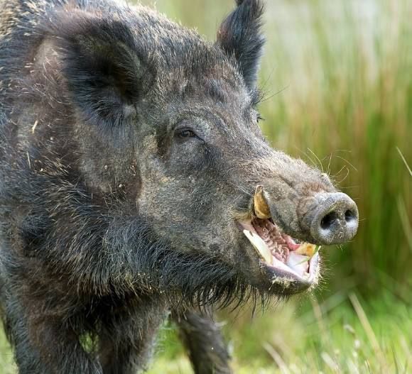 С 19 октября по 28 декабря в Приднестровье открывается сезон спортивной и любительской охоты на дикого кабана