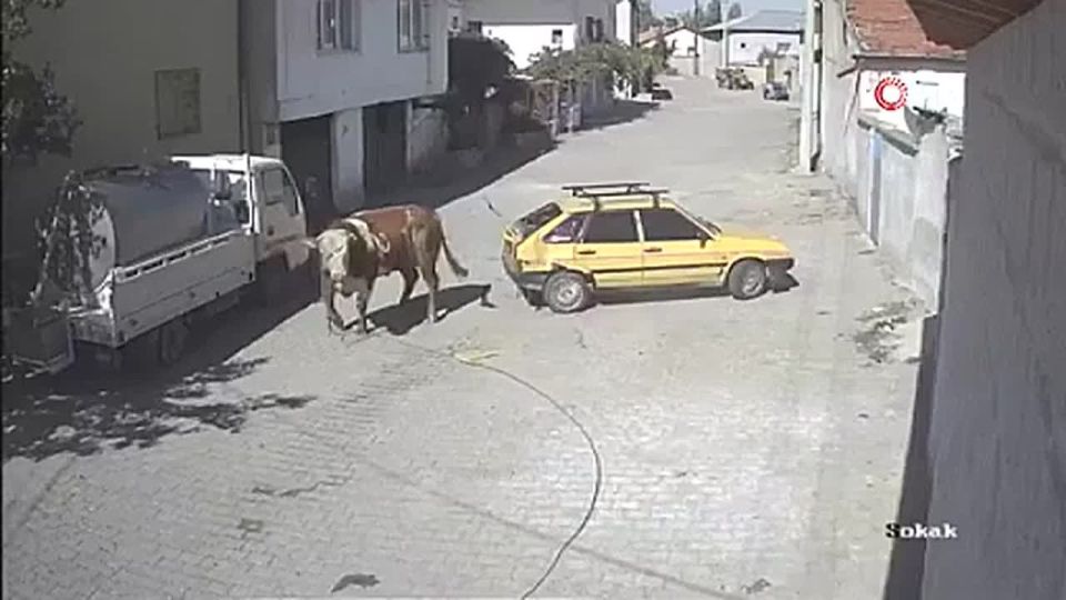 В Турции разбушевавшийся бык устроил битву с припаркованным автомобилем