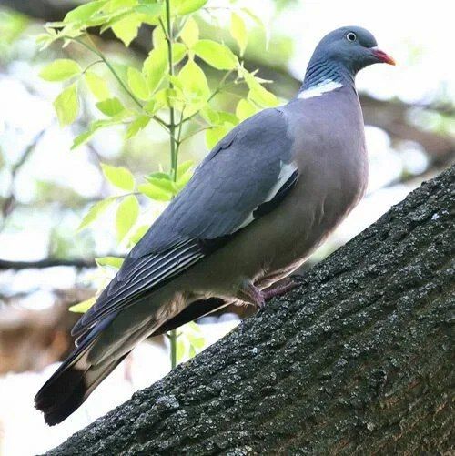 Рубрика «Окно в природу» продолжает знакомить читателей с представителями отечественной флоры и фауны