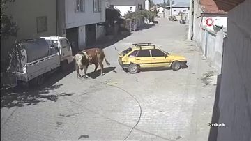 В Турции разбушевавшийся бык устроил битву с припаркованным автомобилем