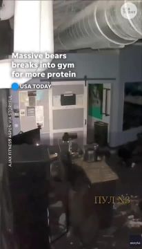 Медведи на массе пришли за протеином: