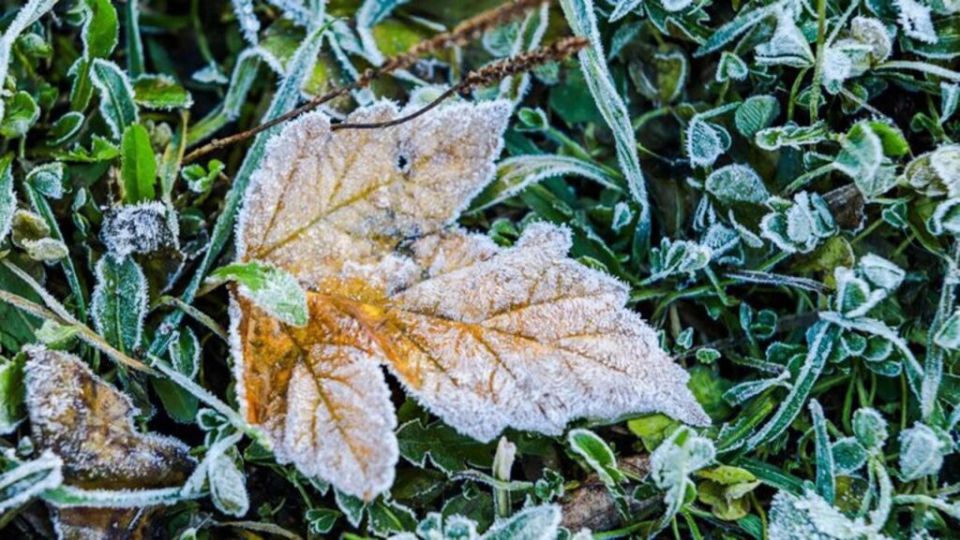 Заморозки на почве до -2 обещают синоптики ночью и завтра утром