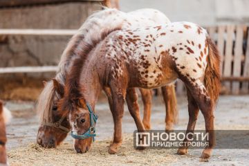 В бендерском конном клубе «Аллюр» – пополнение