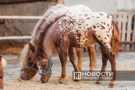 В бендерском конном клубе «Аллюр» – пополнение