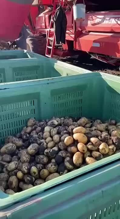 На полях итальянского агронома Роберто в Дубоссарах тоже торопятся собрать картошку, пока не пришли дожди и морозы