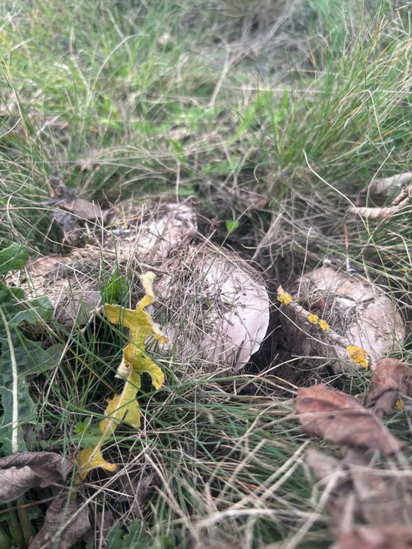 Каменский район — грибной рай