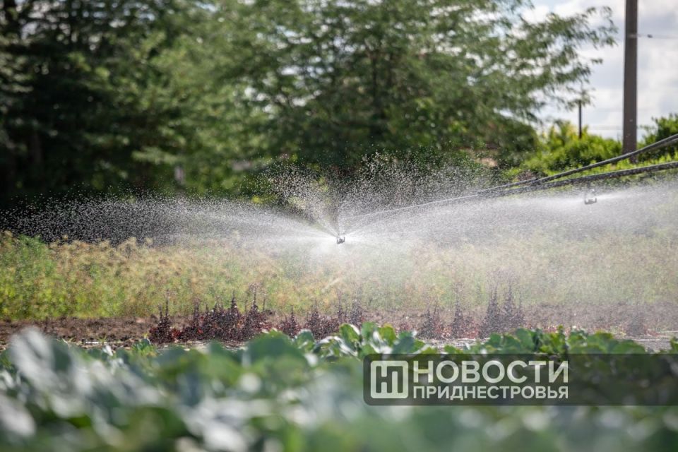 В Приднестровье продолжается госпрограмма по развитию мелиорации: за 2025 год плюс 1300 гектаров орошаемых земель