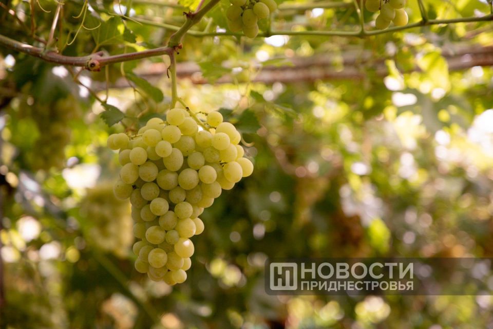 �������� ��������� ������� ������ ������� � ������������� � ���������� ����� 40% �� ������������ �������