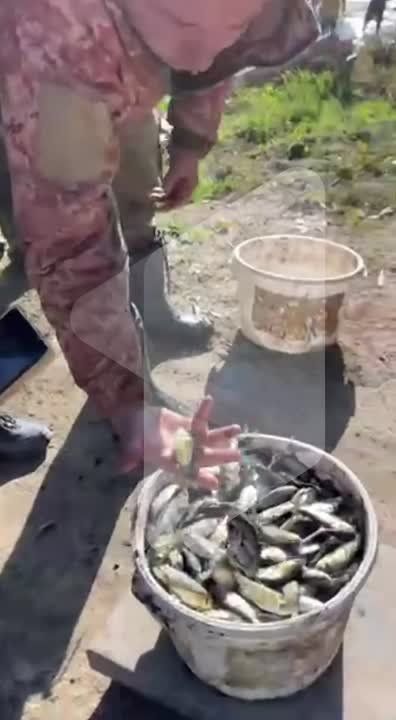 Эти мальки сегодня отправятся в большое плавание