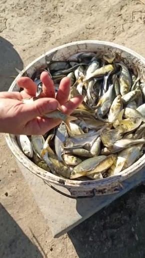 Сегодня больше 1,5 тонн мальков карпа, белого амура и толстолобика выпустили в Днестр в районе Паркан - это делается каждый год весной и осенью