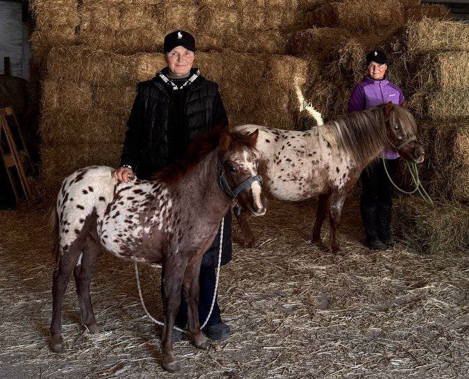 Новые редкие пони Капучино и Бэмби поселились в бендерском конном клубе «Аллюр»