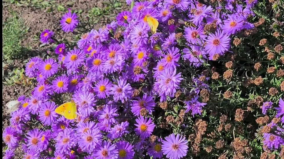 Осенняя природа, солнце, электричество для людей