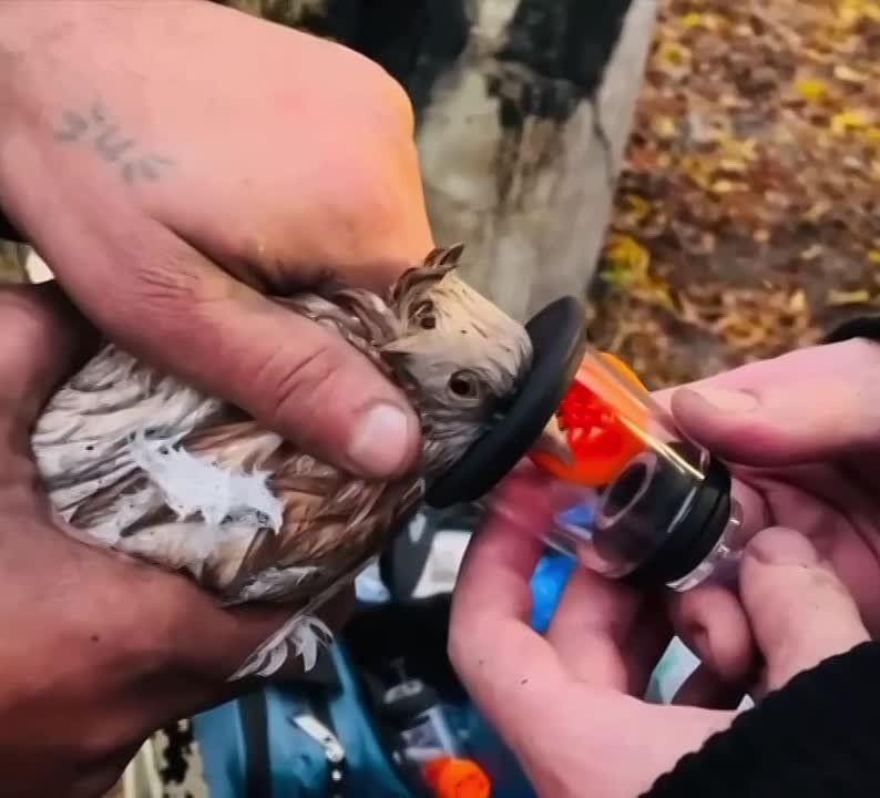 Немного пернатой милоты вам в ленту