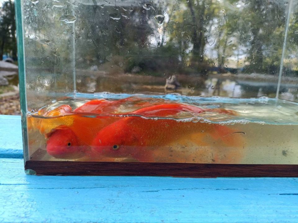 Золотых рыбок из пруда парка «Родина» в Чобручах переселяют на зимовку