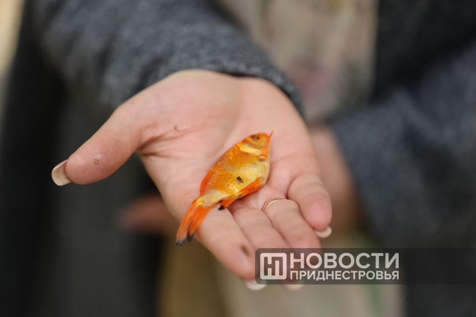 Из 50 золотых рыбок в парке Дмитрия Родина удалось спасти половину — кто-то отравил главный фонтан, в течение дня рыбы стали вымирать