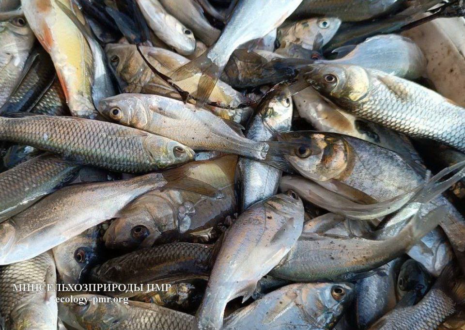 Минсельхозприроды продолжает зарыблять водоёмы республики
