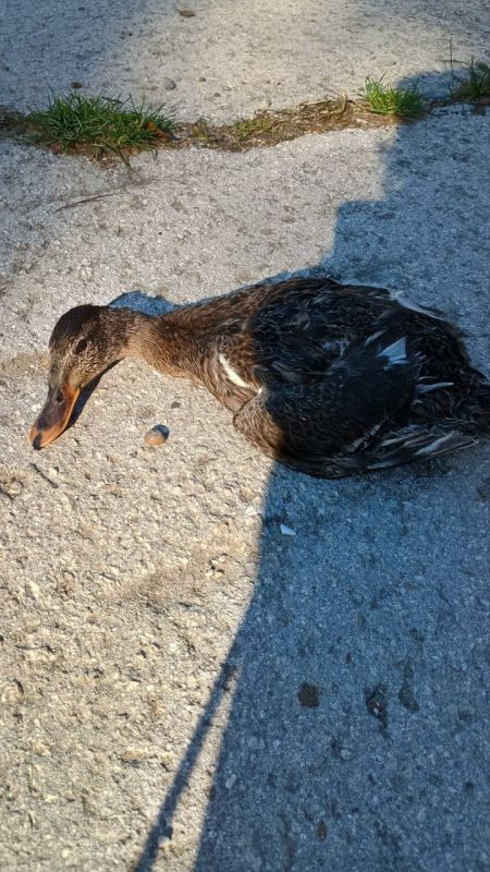 Маленькое спасение в Дубоссарах