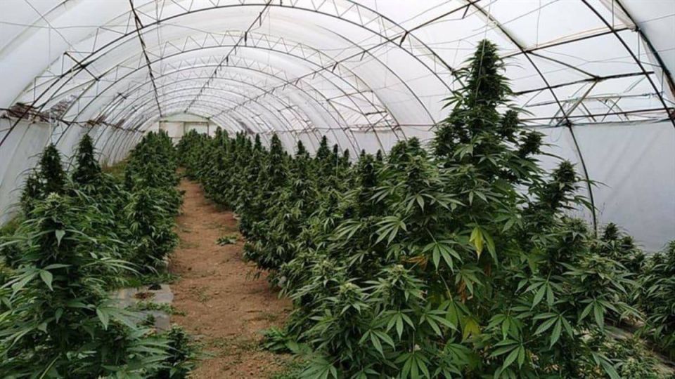 Молдаванин из села Романешты выращивал в теплицах коноплю вместо огурцов и помидоров