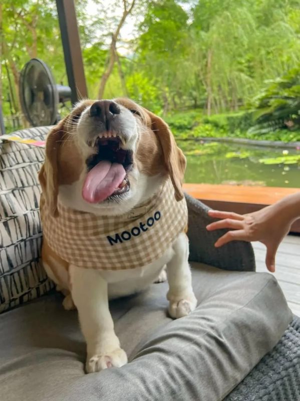 Пёсик по имени Муту стал звездой интернета — всё благодаря своим смешным и очень эмоциональным гримасам